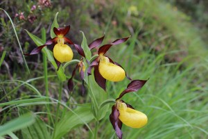 cypripedium calceolus (1) (1200 x 800)